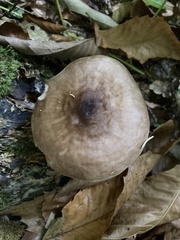 Pluteus cervinus