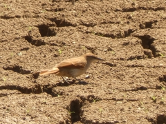 Certhiaxis cinnamomeus