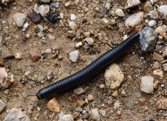 Ommatoiulus rutilans