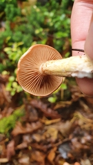 Cortinarius bolaris