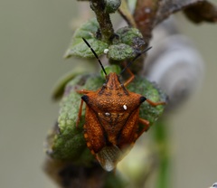 Carpocoris mediterraneus atlanticus