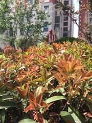 Photinia × fraseri