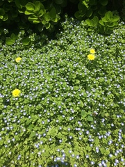 Taraxacum mongolicum