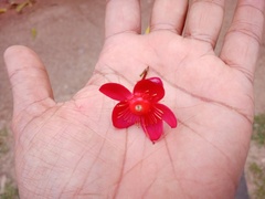 Ochna serrulata