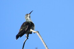 Chrysuronia leucogaster