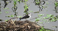 Fluvicola albiventer