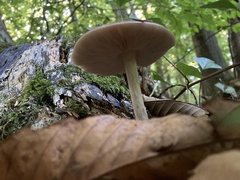 Pluteus cervinus