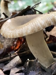 Russula cerolens