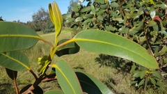 Eucalyptus tetraptera