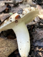 Russula cerolens