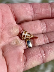 Sinistrofulgur pulleyi