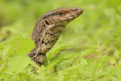 Varanus bengalensis