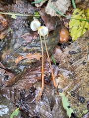 Mycena crocata