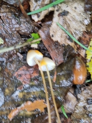Mycena crocata