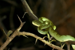 Craspedocephalus gramineus