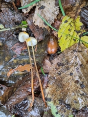 Mycena crocata