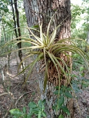 Tillandsia utriculata