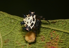 Gasteracantha kuhli