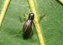Phintella debilis