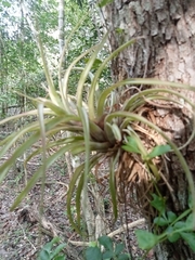 Tillandsia utriculata