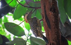 Colaptes melanochloros