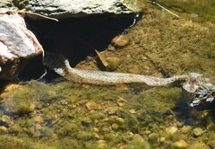 Nerodia sipedon
