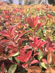 Photinia × fraseri