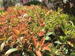 Photinia × fraseri