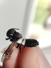 Megachile disjuncta