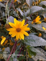 Helianthus tuberosus