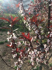 Prunus cistena