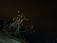 Prunus serrulata