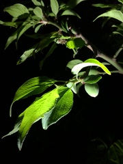 Prunus mume