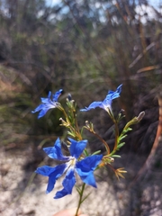 Lechenaultia biloba