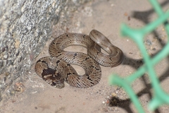 Oligodon taeniolatus