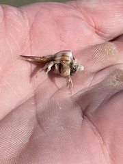 Isocheles wurdemanni