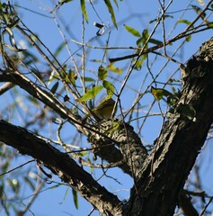 Vireo solitarius