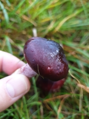 Chroogomphus vinicolor