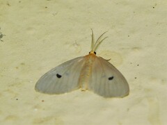Aganainae