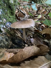 Pluteus cervinus