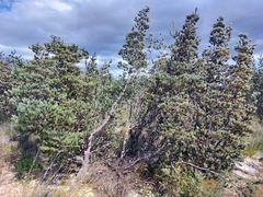 Adenanthos cygnorum