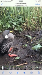 Poikilocarbo gaimardi