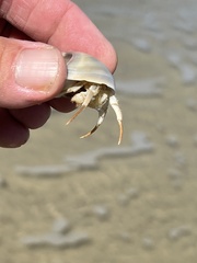 Isocheles wurdemanni