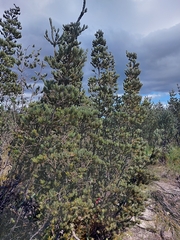Adenanthos cygnorum