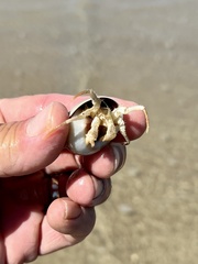 Isocheles wurdemanni