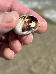 Isocheles wurdemanni