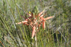 Aloe micracantha