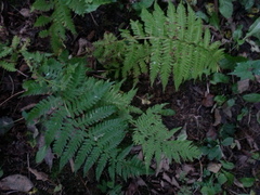 Amauropelta noveboracensis