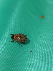 Cyclocephala lunulata