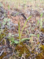 Ophioglossum polyphyllum